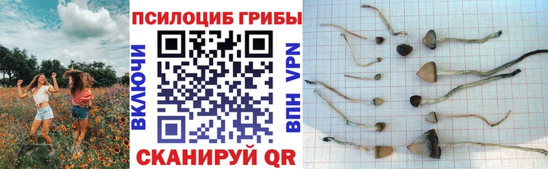blacksprut как войти  Балахна  Псилоцибиновые грибы Cubensis 